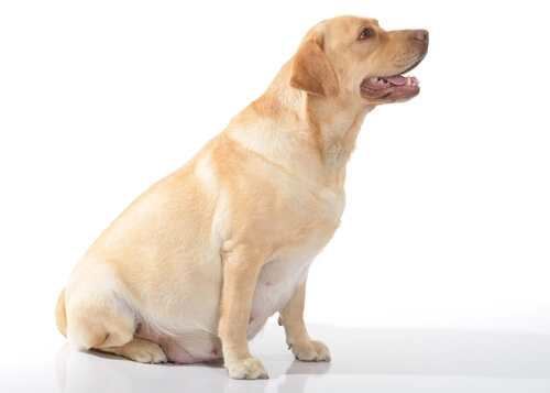 Preñez de perra labradora