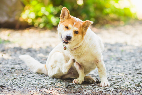 Afecciones de la piel en perros y su tratamiento