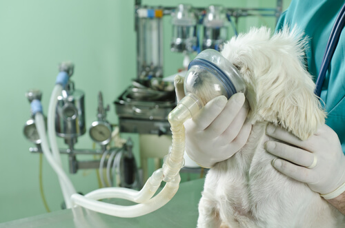Problemas respiratorios de los perros