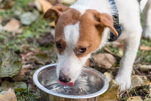 ¿Puede beber mi mascota cualquier tipo de agua?