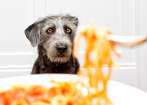 ¿Pueden comer pasta los perros?