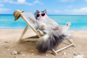 ¿Puedo llevar mi gato a la playa?