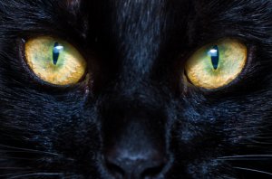 El funcionamiento de las pupilas en perros y gatos
