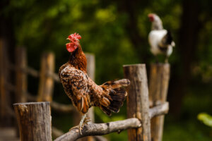 Tips para evitar que un gallo cante