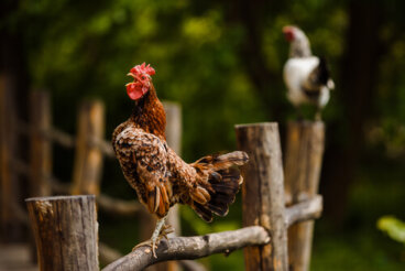Tips para evitar que un gallo cante