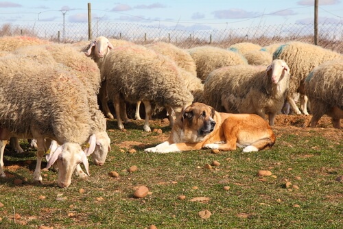 Quitarle las cuerdas vocales a un perro