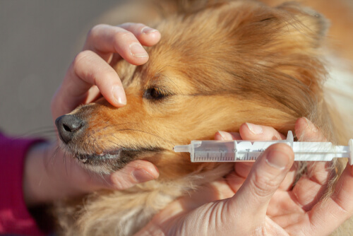 A dog taking medicine.