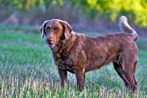 Retriever de Chesapeake