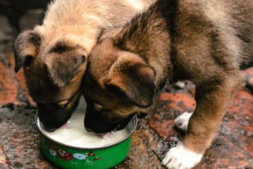 Riesgos de los lácteos para tu mascota