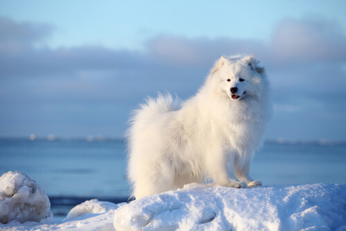 Samoyedo: carácter