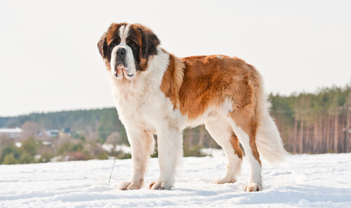 Saint-Bernard.