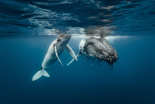 Santuario de ballenas en Baleares