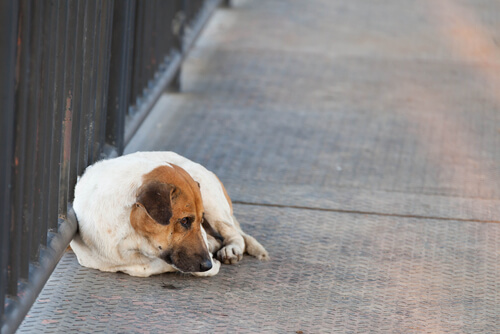 ¿Qué hacer si se ha perdido tu mascota? ¿Qué hacer si se ha perdido tu mascota?