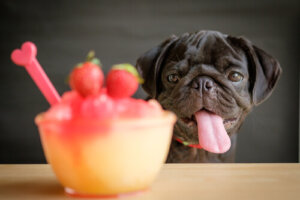 4 recetas de smoothies para perros