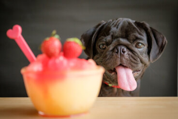 4 recetas de smoothies para perros