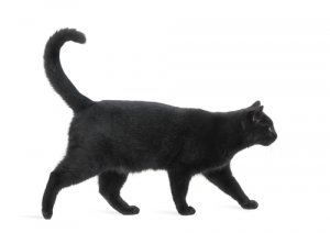 Supersticiones sobre los gatos