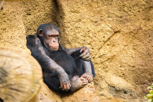 Técnicas de caza de primates