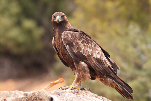 Tipos de águilas: comportamiento y hábitat