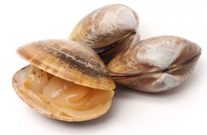 Tipos de almejas