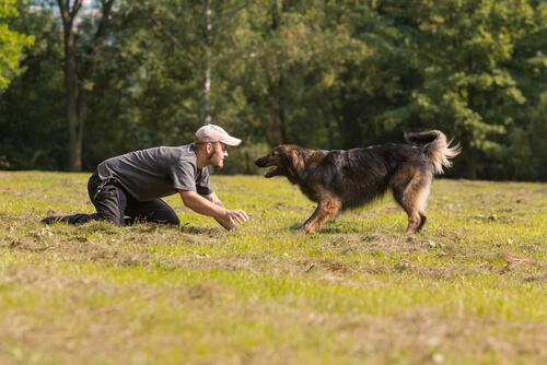 Tips para adiestrar a un perro