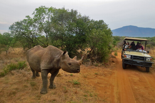 Tips para ir de safari