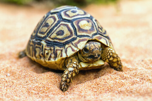 Tips para tener una tortuga de mascota