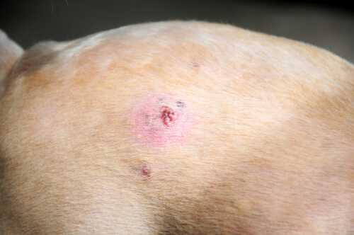 Tumores de piel en perros