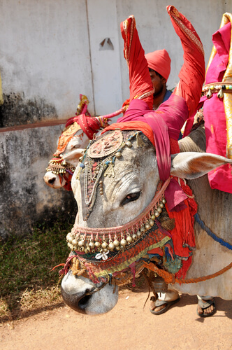 Vaca: animal sagrado en la India