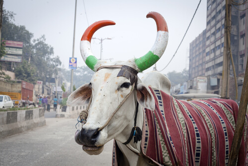 La importancia de la vaca en la India