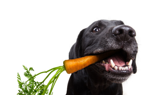 Verduras que pueden y no pueden comer los perros