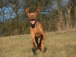 Los perros más rápidos del mundo