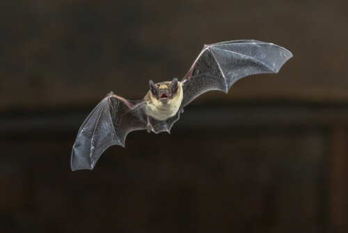 Vuelo del murciélago