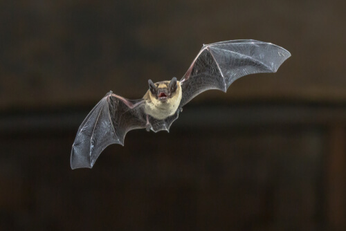 El curioso vuelo del murciélago