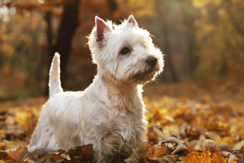 West Highland white terrier