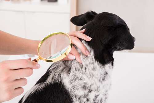 Tratamientos de las infecciones de la piel en perros