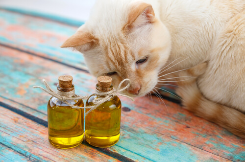 Aceite de oliva para los gatos