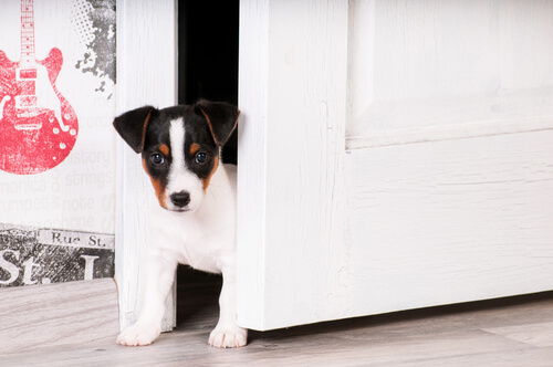 Acostumbra a tu cachorro a su nueva casa