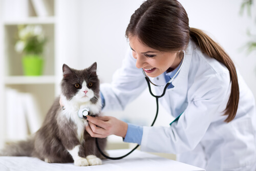 Afonía en gatos