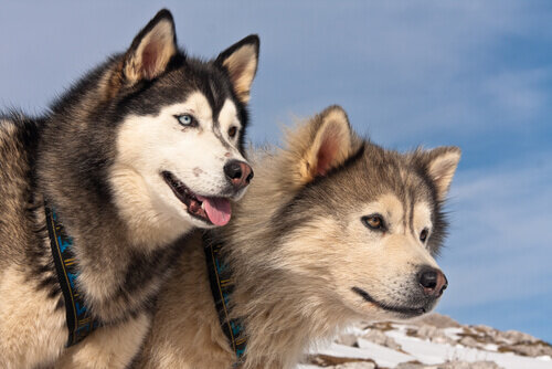 Diferencias entre alaskan malamute y husky siberiano
