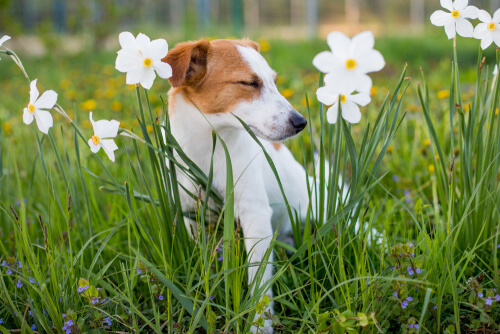 Alergia a las plantas en los perros