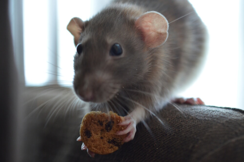 Alimentación de la rata doméstica