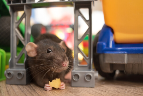 Alimentación de las ratas domésticas