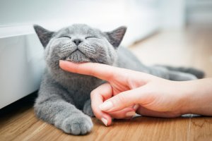 Amigos de los gatos: ¿qué dice la ciencia?