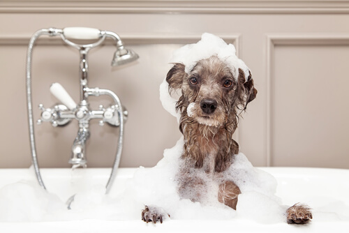 Cómo bañar a un perro en invierno