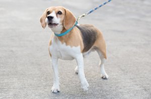 Los perros que más ladran