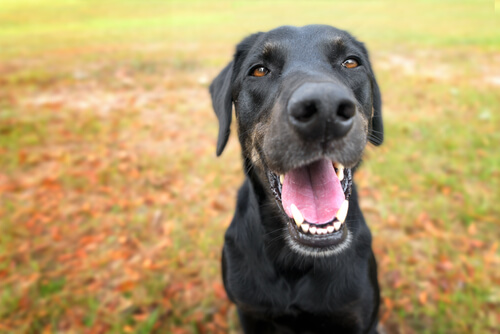 Caída de dientes en perros