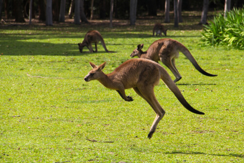 Los increíbles animales de Australia