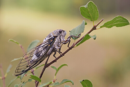 Canto de la cigarra