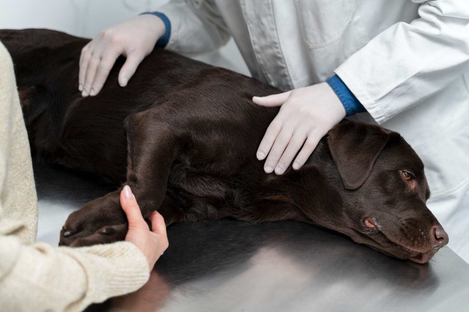 Características de los bultos en la piel de los perros