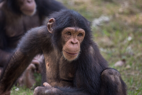 Chimpancés curiosos